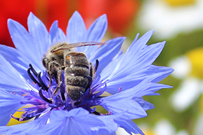 Biene auf Kornblume