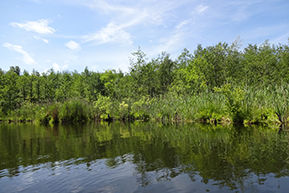 Landschaft mit See und Wald