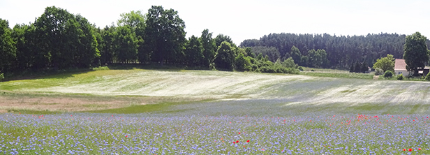 Blumenwiese vor einem Wald. Foto: Bundesnetzagentur Blumenwiese vor einem Wald. Foto: Bundesnetzagentur