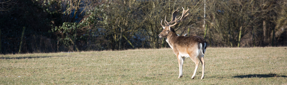 Damhirsch auf winterlicher Wiese