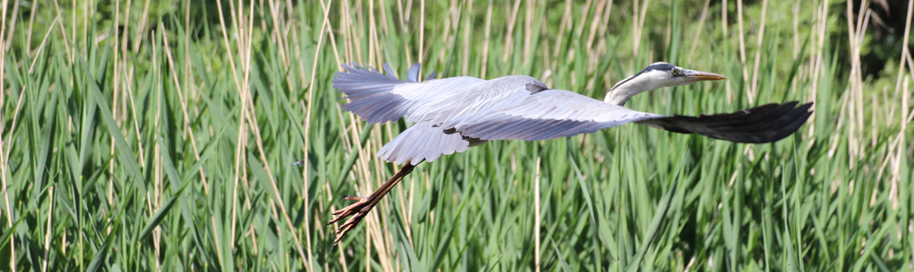 Reiher im Flug vor Schilf