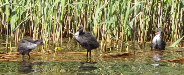 Wasservögel am See